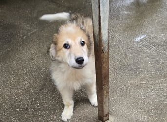 Tao: ein Wuschel zum Verlieben