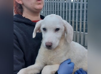 Biba: so klein und so allein