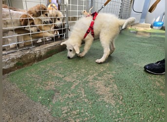 Taco: ein Wuschel zum Verlieben