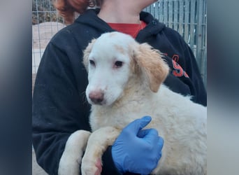 Bubo: so klein und so allein