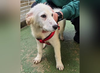 Taco: ein Wuschel zum Verlieben