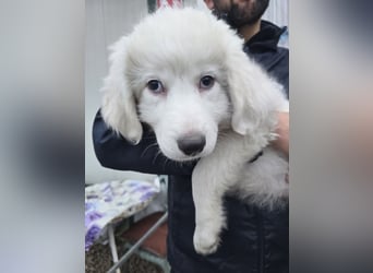 Silvestrino: mit Schwung ins neue Jahr