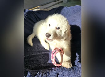 Silvestrino: mit Schwung ins neue Jahr