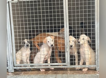 Tom: verliebt in alle Menschen