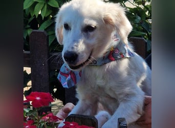 Amelie - eine tolle wunderschöne Hündin