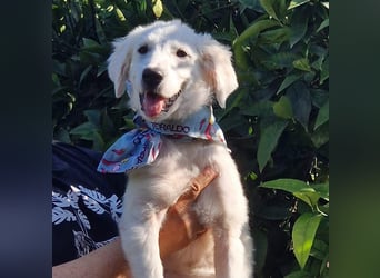 Amelie - eine tolle wunderschöne Hündin