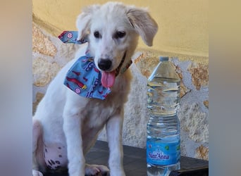 Amelie - eine tolle wunderschöne Hündin