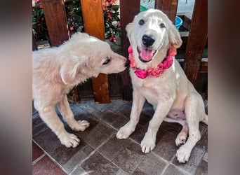 Amelie - eine tolle wunderschöne Hündin