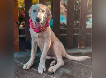 Amelie - eine tolle wunderschöne Hündin