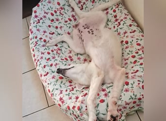 Amelie - eine tolle wunderschöne Hündin