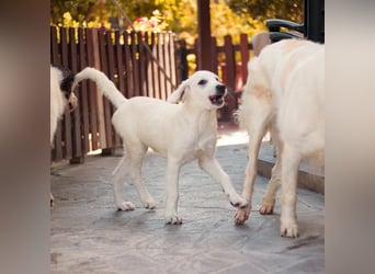 Amelie - eine tolle wunderschöne Hündin