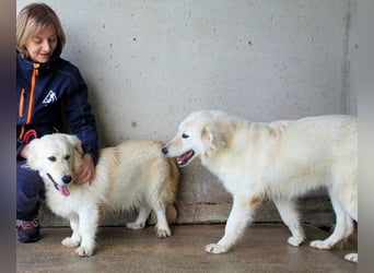 Ricoardo - Kleiner Hund ganz groß