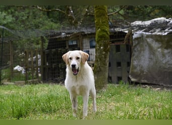 Hillary - Schüchternes Karamellöhrchen sucht Zuhause