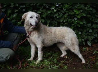 Generosa - Ein Adler bleibt ein Adler...