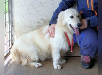 Ricoardo - Kleiner Hund ganz groß