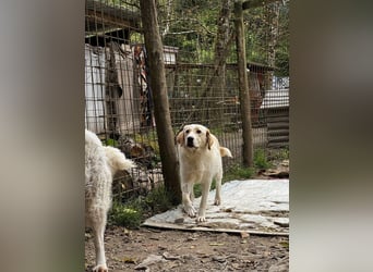 Hillary - Schüchternes Karamellöhrchen sucht Zuhause