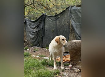 Hillary - Schüchternes Karamellöhrchen sucht Zuhause