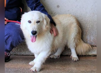 Ricoardo - Kleiner Hund ganz groß