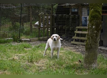 Hillary - Schüchternes Karamellöhrchen sucht Zuhause