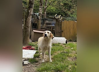 Hillary - Schüchternes Karamellöhrchen sucht Zuhause