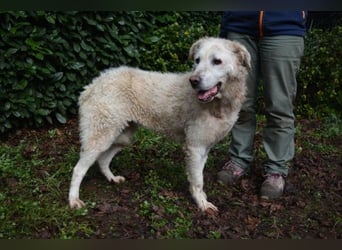 Generosa - Ein Adler bleibt ein Adler...