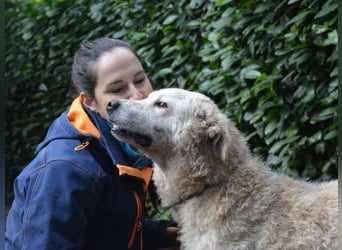 Generosa - Ein Adler bleibt ein Adler...