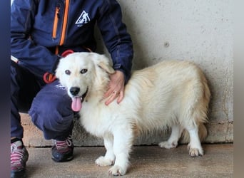 Ricoardo - Kleiner Hund ganz groß