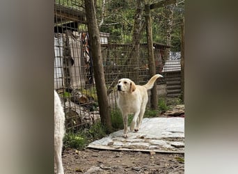 Hillary - Schüchternes Karamellöhrchen sucht Zuhause