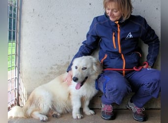 Ricoardo - Kleiner Hund ganz groß
