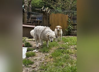 Hillary - Schüchternes Karamellöhrchen sucht Zuhause