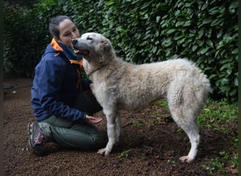 Generosa - Ein Adler bleibt ein Adler...