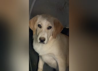 Hillary - Schüchternes Karamellöhrchen sucht Zuhause