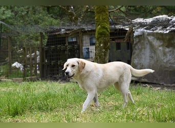 Hillary - Schüchternes Karamellöhrchen sucht Zuhause