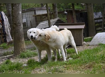 Hillary - Schüchternes Karamellöhrchen sucht Zuhause