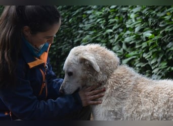 Generosa - Ein Adler bleibt ein Adler...