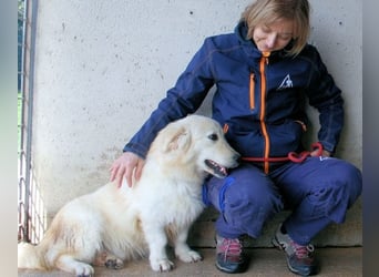 Ricoardo - Kleiner Hund ganz groß