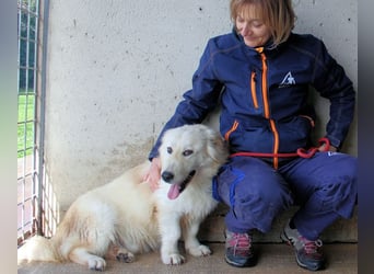 Ricoardo - Kleiner Hund ganz groß