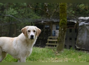 Hillary - Schüchternes Karamellöhrchen sucht Zuhause
