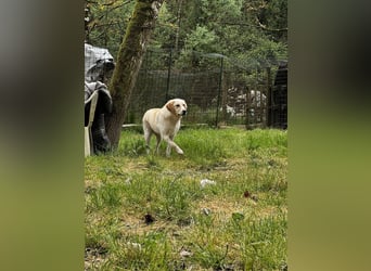 Hillary - Schüchternes Karamellöhrchen sucht Zuhause