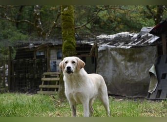 Hillary - Schüchternes Karamellöhrchen sucht Zuhause