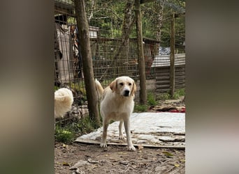 Hillary - Schüchternes Karamellöhrchen sucht Zuhause