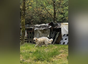 Hillary - Schüchternes Karamellöhrchen sucht Zuhause