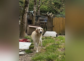 Hillary - Schüchternes Karamellöhrchen sucht Zuhause
