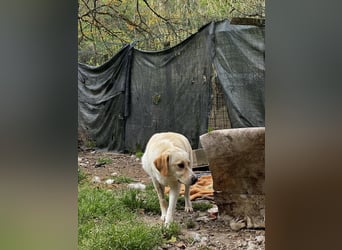 Hillary - Schüchternes Karamellöhrchen sucht Zuhause