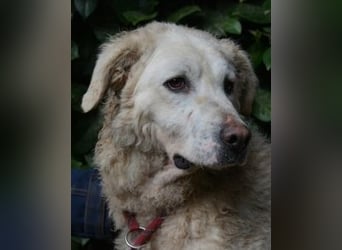 Generosa - Ein Adler bleibt ein Adler...