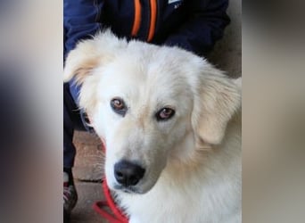 Ricoardo - Kleiner Hund ganz groß