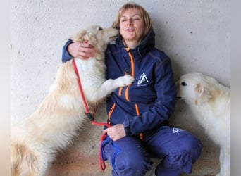 Ricoardo - Kleiner Hund ganz groß