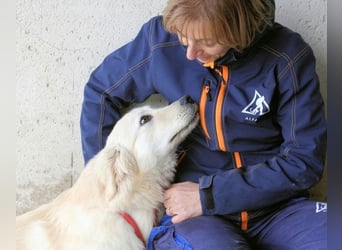 Ricoardo - Kleiner Hund ganz groß
