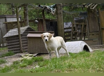 Hillary - Schüchternes Karamellöhrchen sucht Zuhause