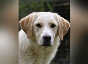 Hillary - Schüchternes Karamellöhrchen sucht Zuhause